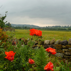 Rose selvatiche sul sentiero per Pooley Bridge