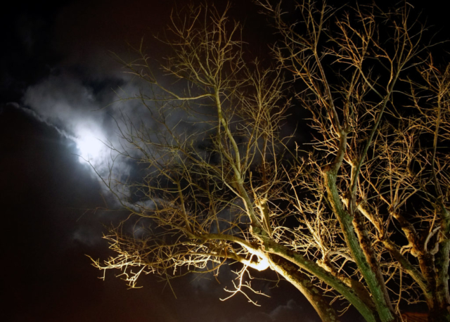 Ponta Delgada, albero