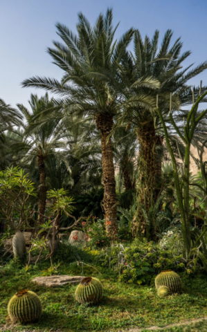 Il Giardino Botanico di Ein Gedi