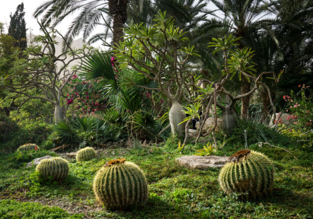 Il Giardino Botanico di Ein Gedi