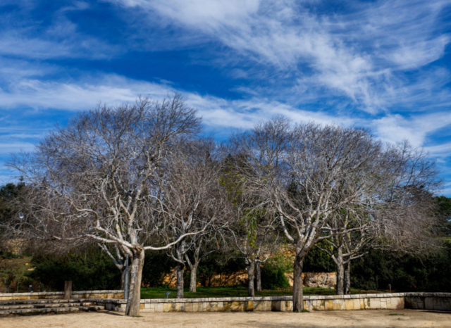 Alberi nel Parco Sacher