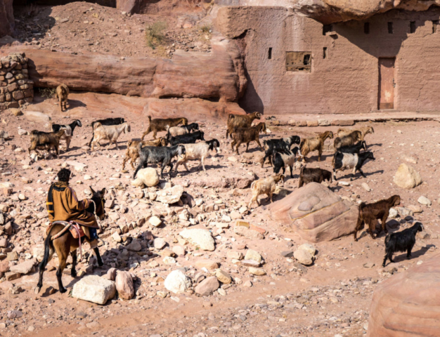 Un pastore nel Wadi Musa